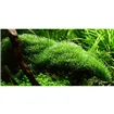 Tropica Riccia fluitans 1-2 Grow!