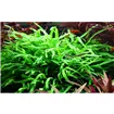 Tropica Microsorum pteropus 'Trident'