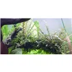 Tropica Hygrophila pinnatifida 1-2 Grow!