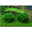 Tropica Monosolenium tenerum 1-2 Grow!