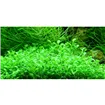 Tropica Glossostigma elatinoides 1-2 Grow!