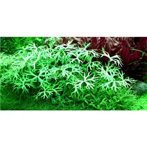 Tropica Ranunculus inundatus 1-2 Grow!