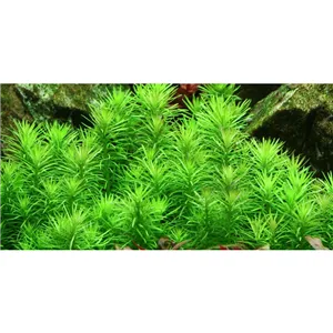 Tropica Pogostemon deccanensis 1-2 Grow!