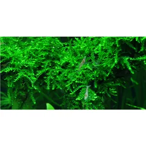 Tropica Vesicularia ferriei "Weeping" 1-2 Grow!