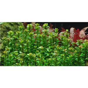 Tropica Rotala 'Bonsai' 1-2 Grow!