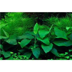 Tropica Anubiasbarteri nana 1-2-Grow