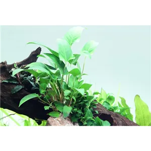 Tropica Anubias gracilis