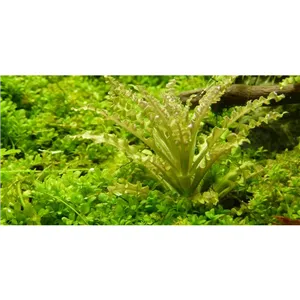 Tropica Pogostemon helferi 1-2 Grow!