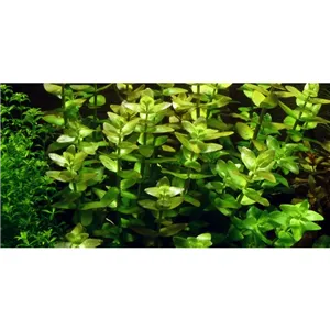 Tropica Bacopa caroliniana 1-2 Grow!