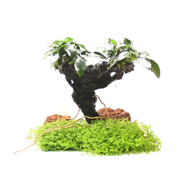 Dennerle Bonsai M s Anubias nana 20 x 10 x 30 cm