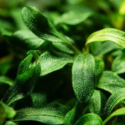 Tropica Bucephalandra sp. 