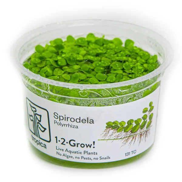 Tropica Spirodela polyrrhiza 1-2 Grow!