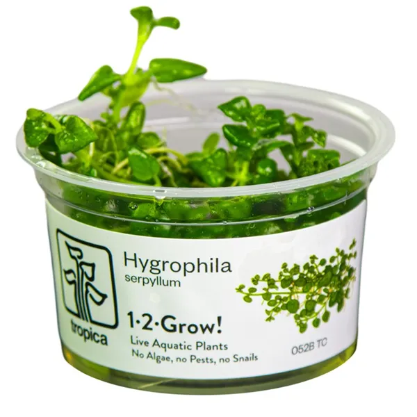 Tropica Hygrophila serpyllum 1-2 Grow!