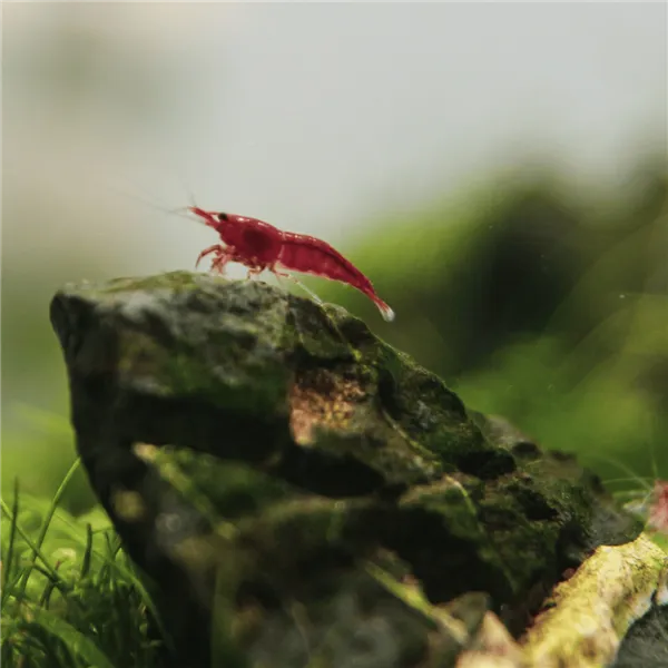 Neocaridina davidi "Red Cherry" 1 cm