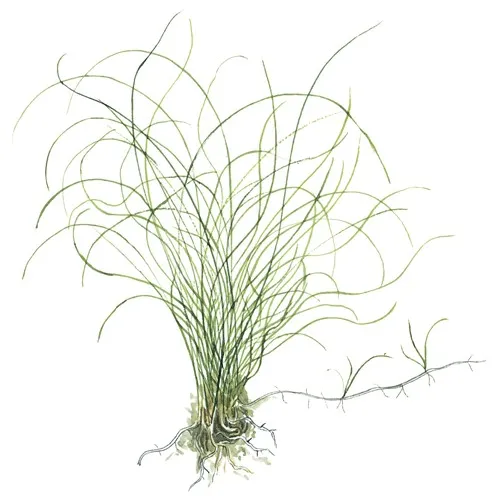 Eleocharis parvula v blistru