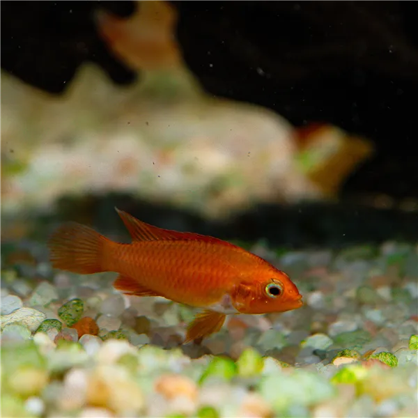 Cichlidka Agassizova fire red