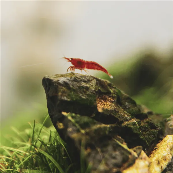 Neocaridina davidi "Red Cherry" 1 cm