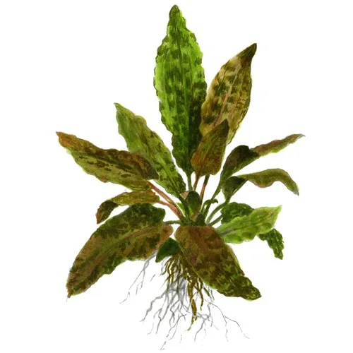 Cryptocoryne wendtii 