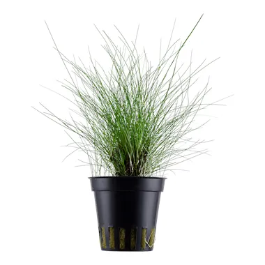 Eleocharis parvula v blistru