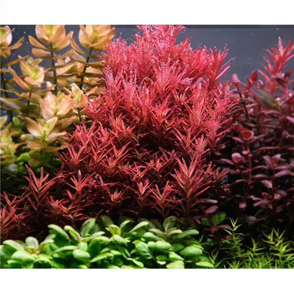 Tropica Rotala rotundifolia 