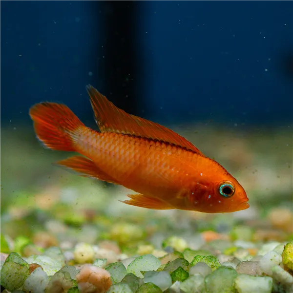 Cichlidka Agassizova fire red