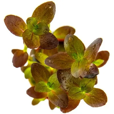 Tropica Bacopa salzmanni 