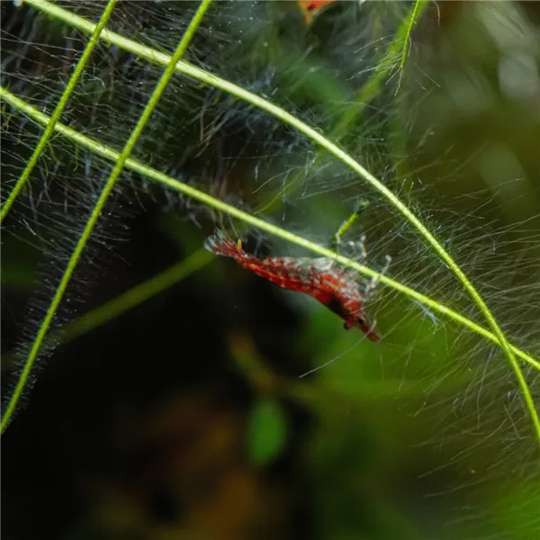 Neocaridina davidi "Red Cherry" 1 cm