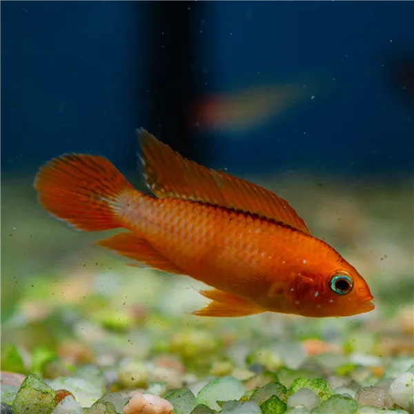 Cichlidka Agassizova fire red