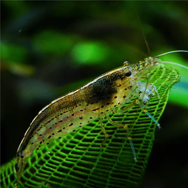 Krevetka Caridina japonica 4 cm