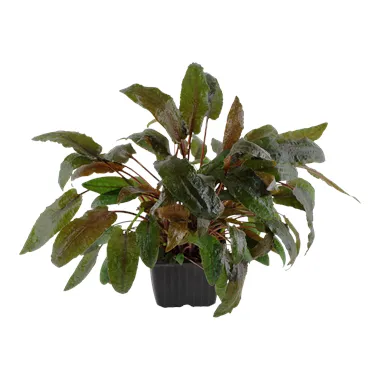 Cryptocoryne wendtii 