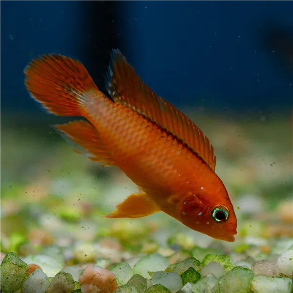 Cichlidka Agassizova fire red