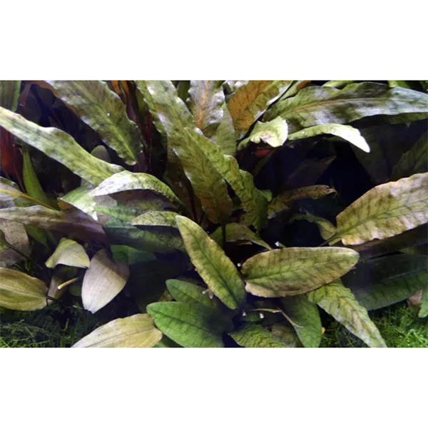 Cryptocoryne wendtii 