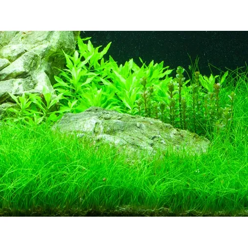 Eleocharis parvula v blistru