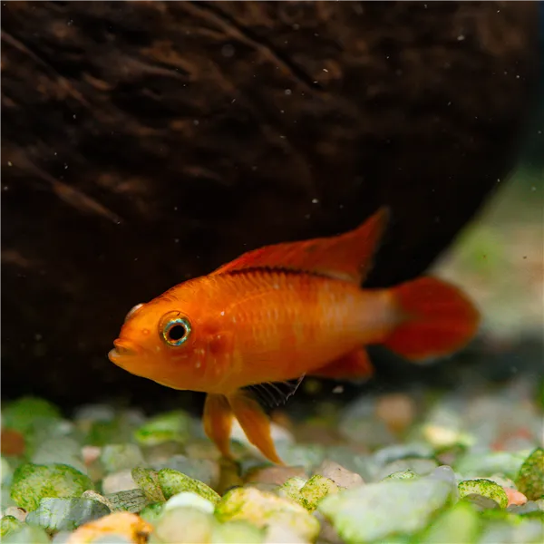 Cichlidka Agassizova fire red