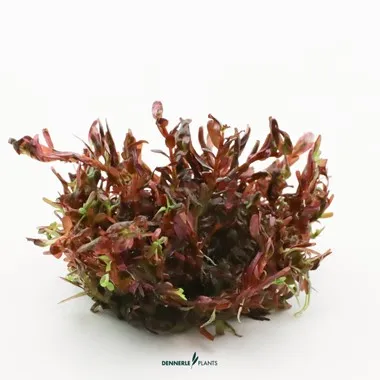 Dennerle Rotala Rotundifolia "Blood Red" In-Vitro