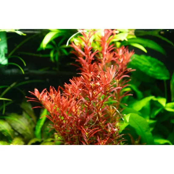 Dennerle Rotala Rotundifolia "Blood Red" In-Vitro