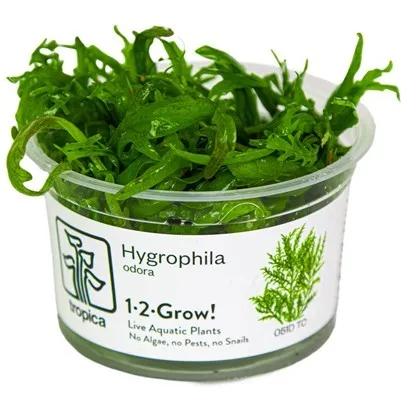 Tropica Hygrophila Odora 1-2 Grow!