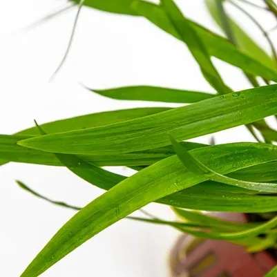 Tropica Cryptocoryne spiralis 