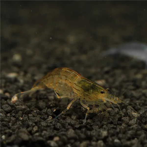 Krevetka Caridina japonica "Gold"