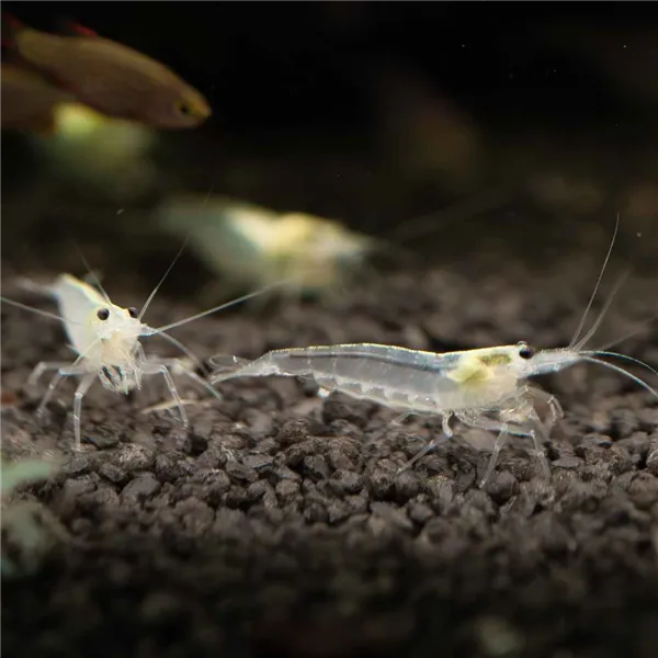 Krevetka Caridina japonica "White"