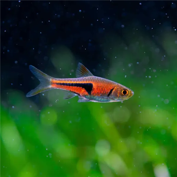 Rasbora espeho