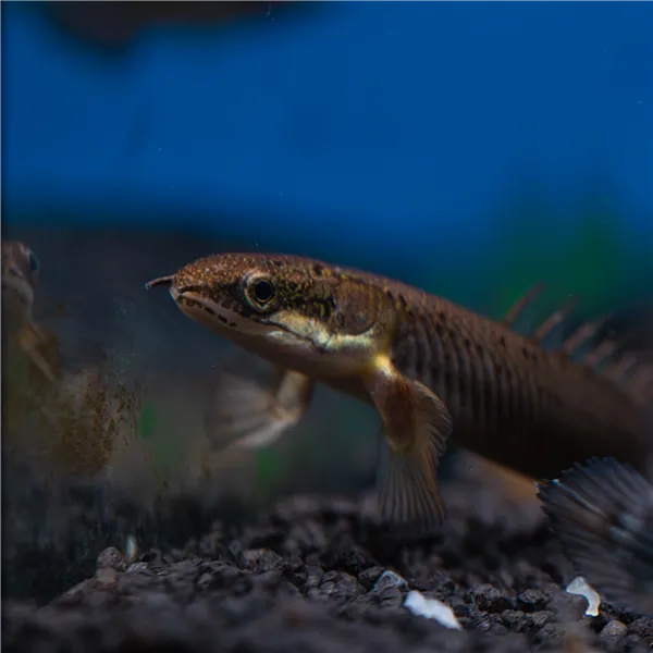 Bichir Senegalský