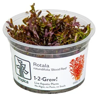 Tropica Rotala rotundifolia 